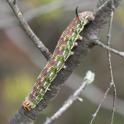 Hyloicus pinastri (Pine Hawk-moth).jpg